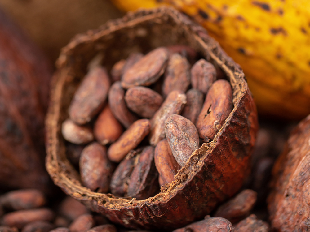 Fotografia ilustrativa de cacau sobre a crise do cacau