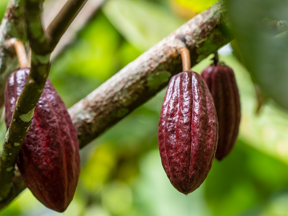 Fotografia ilustrativa de cacau no pé de cacau