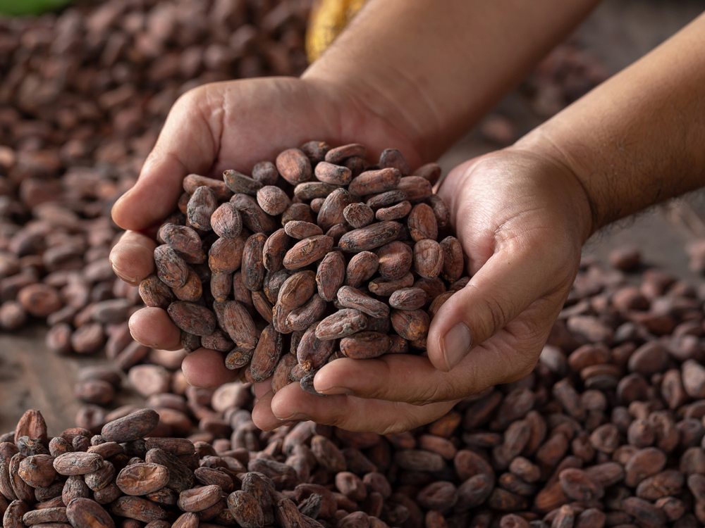 Fotografia ilustrativa de nibs de cacau sobre a crise do cacau