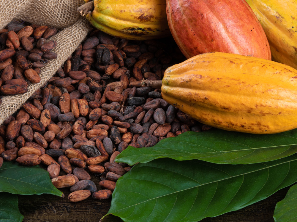 Crise do Cacau: desafios, criatividade e caminhos para o futuro do chocolate