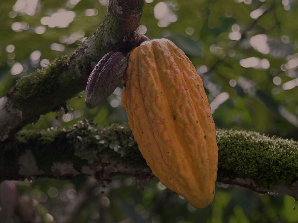 Imagem ilustrativa história do cacau