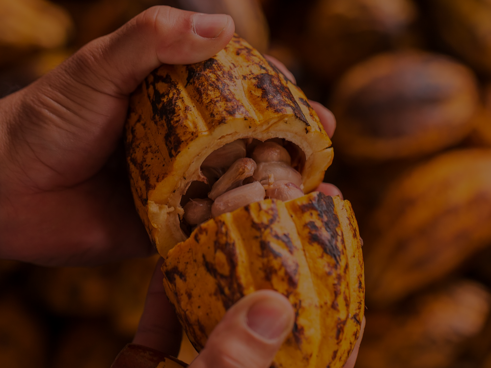 A história do chocolate na humanidade: do ritual sagrado ao prazer cotidiano